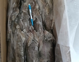 CÁ BÒ DA NHẬP KHẨU 1000-1500G ĐỦ KG